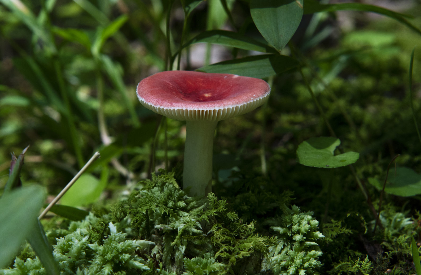 Pennsylvania Mushroom R.jpg